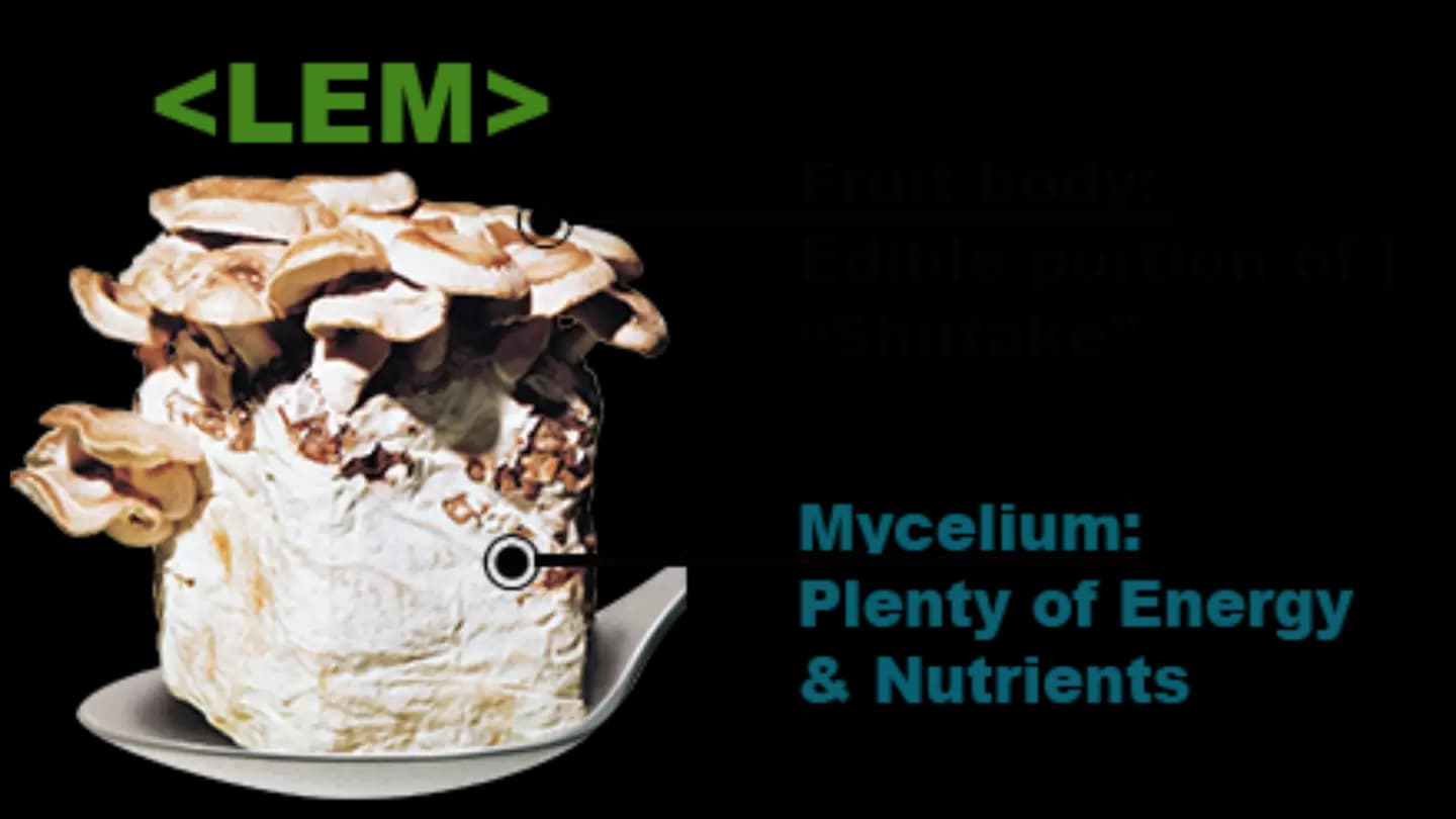 Anti Inflammatory Supplement Research Reveals New Potential of LEM for Gut and Immune Health