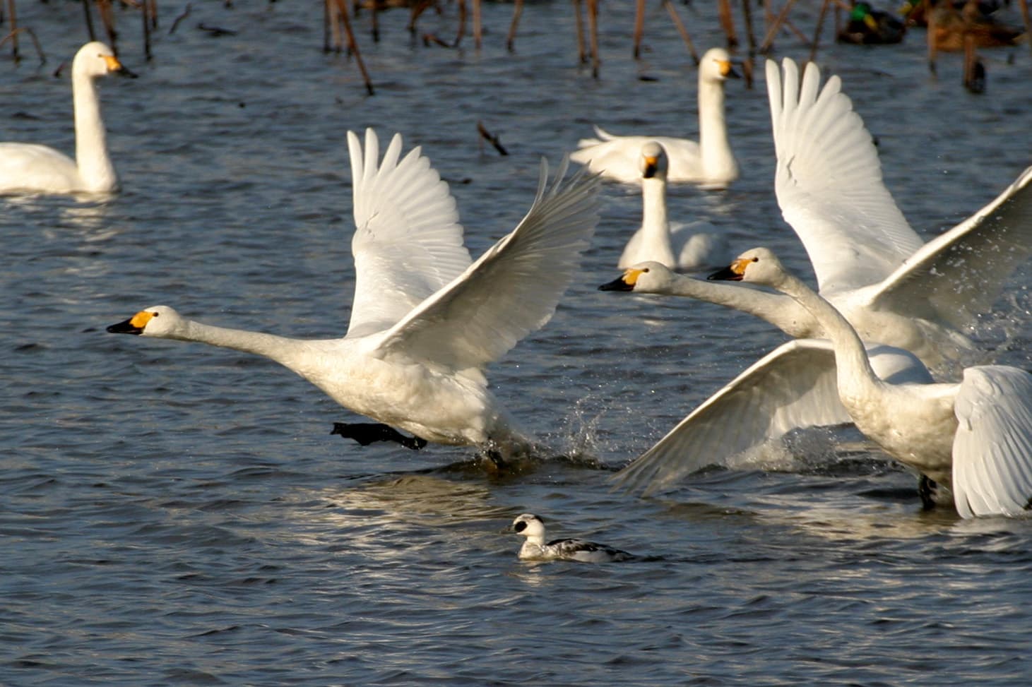 The Appeal of Niigata, a Globally Recognized Wetland City